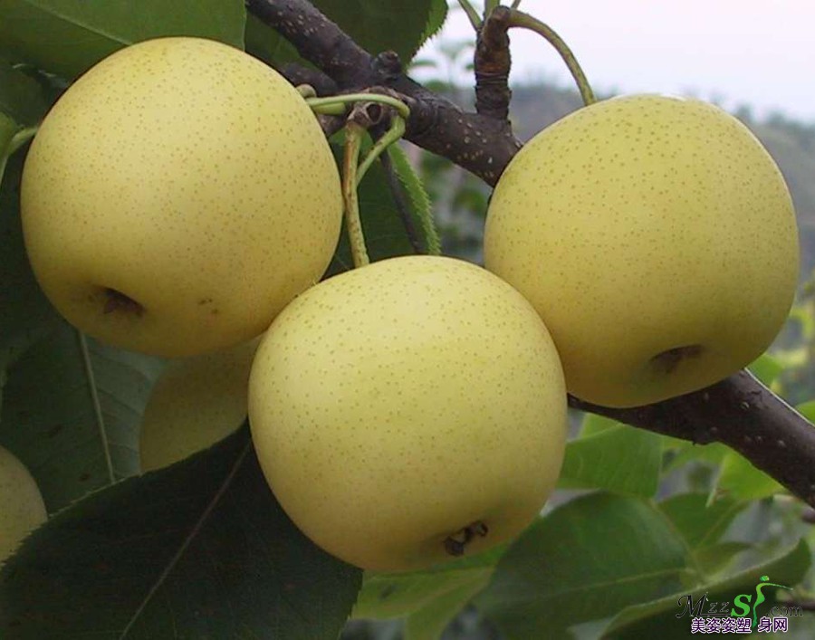 梨是日常生活中触手可及的减肥佳品