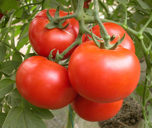 神奇的西红柿减肥法 7天瘦10斤
