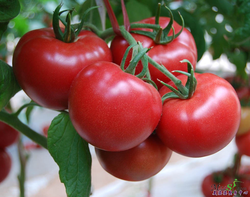 神奇的西红柿减肥法 7天瘦10斤