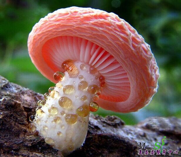 吃蘑菇减肥有哪些好处