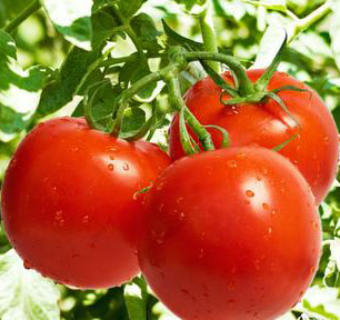 西红柿减肥的6个保健功效