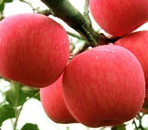 吃苹果能减肥的5大理由