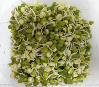 绿豆生发而成的豆芽更具有减肥效果